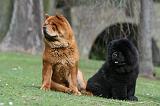 CHOW CHOW 724